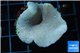 Sarcophyton green polyps 4-6 cm WYSIWYG acclimaté