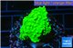 Acropora neon green 3-5 cm WYSIWYG acclimaté