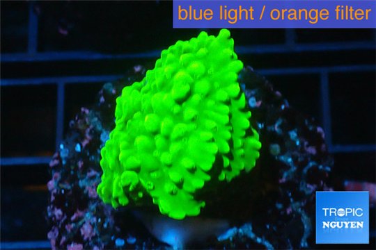 Acropora neon green 3-5 cm WYSIWYG acclimaté