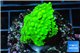 Acropora neon green 3-5 cm WYSIWYG acclimaté