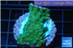 Acropora neon green 3-5 cm WYSIWYG acclimaté
