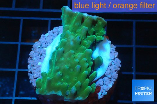 Acropora neon green 3-5 cm WYSIWYG acclimaté