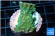 Acropora neon green 3-5 cm WYSIWYG acclimaté