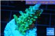 Acropora green & blue tip Fijii 3-5 cm WYSIWYG acclimaté