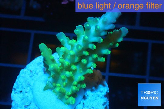 Acropora green & blue tip Fijii 3-5 cm WYSIWYG acclimaté