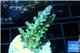 Acropora green & blue tip Fijii 3-5 cm WYSIWYG acclimaté