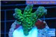 Montipora green & purple polyps 2-4 cm WYSIWYG acclimaté