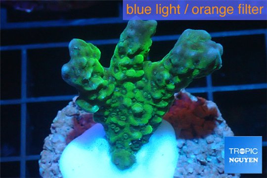 Montipora green & purple polyps 2-4 cm WYSIWYG acclimaté