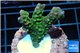 Montipora green & purple polyps 2-4 cm WYSIWYG acclimaté