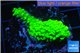 Acropora neon green 3-5 cm WYSIWYG acclimaté