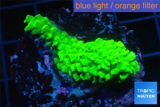 Acropora neon green 3-5 cm WYSIWYG acclimaté