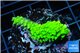 Acropora neon green 3-5 cm WYSIWYG acclimaté
