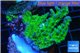 Acropora neon green 4-6 cm WYSIWYG acclimaté