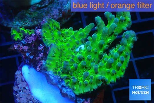 Acropora neon green 4-6 cm WYSIWYG acclimaté