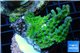 Acropora neon green 4-6 cm WYSIWYG acclimaté
