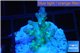 Acropora green & blue tip Fijii 2-3 cm WYSIWYG acclimaté