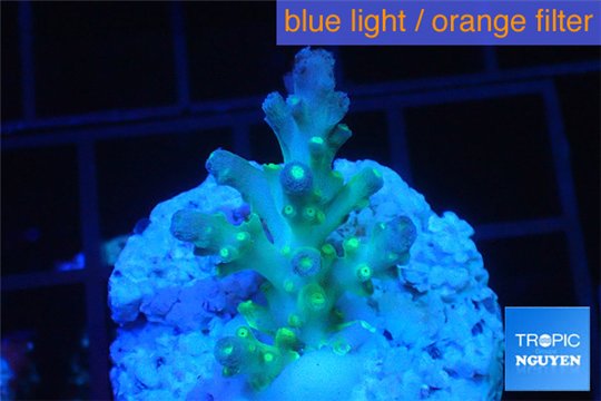 Acropora green & blue tip Fijii 2-3 cm WYSIWYG acclimaté