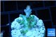 Acropora green & blue tip Fijii 2-3 cm WYSIWYG acclimaté