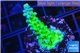 Acropora neon green 3-5 cm WYSIWYG acclimaté