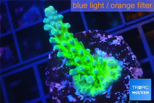 Acropora neon green 3-5 cm WYSIWYG acclimaté