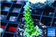 Acropora neon green 3-5 cm WYSIWYG acclimaté