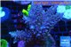 Acropora robusta purple 8-12 cm WYSIWYG acclimaté