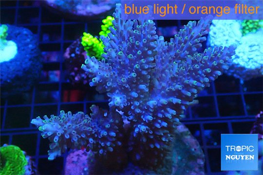 Acropora robusta purple 8-12 cm WYSIWYG acclimaté
