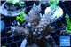 Acropora robusta purple 8-12 cm WYSIWYG acclimaté