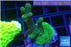 Acropora golden green 3-5 cm WYSIWYG acclimaté