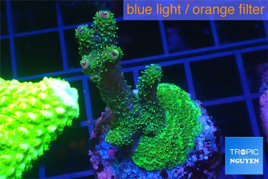 Acropora golden green 3-5 cm WYSIWYG acclimaté