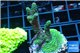 Acropora golden green 3-5 cm WYSIWYG acclimaté