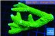 Acropora neon green (without plug) 6-9 cm WYSIWYG acclimaté