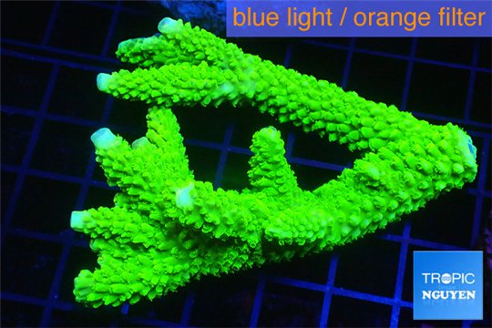 Acropora neon green (without plug) 6-9 cm WYSIWYG acclimaté