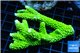 Acropora neon green (without plug) 6-9 cm WYSIWYG acclimaté