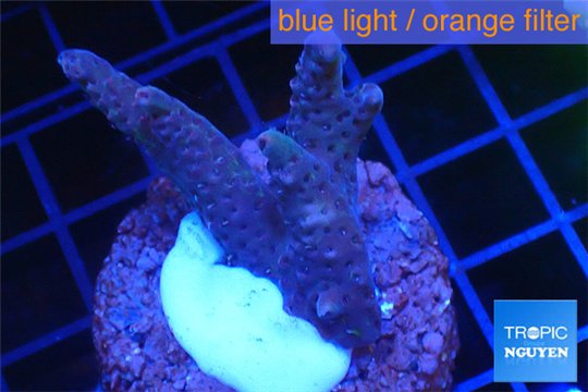 Acropora purple 3-5 cm WYSIWYG acclimaté