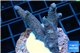 Acropora purple 3-5 cm WYSIWYG acclimaté