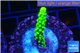 Acropora neon green 2-3 cm WYSIWYG acclimaté