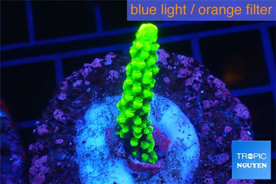 Acropora neon green 2-3 cm WYSIWYG acclimaté