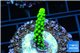 Acropora neon green 2-3 cm WYSIWYG acclimaté