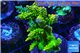 Acropora golden sunset 8-12 cm WYSIWYG acclimaté