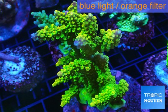 Acropora golden sunset 8-12 cm WYSIWYG acclimaté