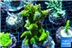 Acropora golden sunset 8-12 cm WYSIWYG acclimaté