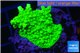 Acropora neon green 3-5 cm WYSIWYG acclimaté