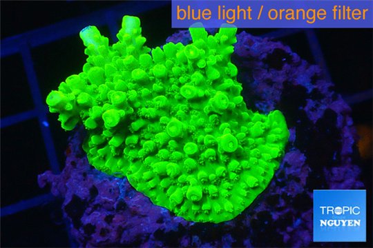 Acropora neon green 3-5 cm WYSIWYG acclimaté