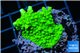 Acropora neon green 3-5 cm WYSIWYG acclimaté