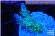 Acropora green & blue tip Fijii 2-3 cm WYSIWYG acclimaté