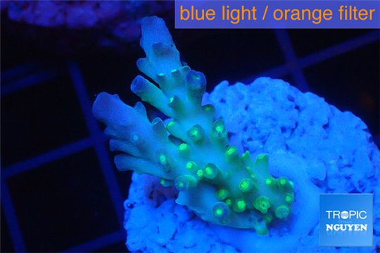 Acropora green & blue tip Fijii 2-3 cm WYSIWYG acclimaté
