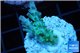 Acropora green & blue tip Fijii 2-3 cm WYSIWYG acclimaté