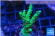 Acropora green & purple tip 4-6 cm WYSIWYG acclimaté