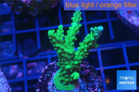 Acropora green & purple tip 4-6 cm WYSIWYG acclimaté